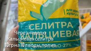 Черенкование петунии. Подкормки.
