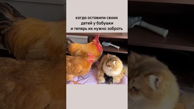 Оставили детей у бабушки