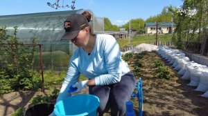 Все болезни яблонь как рукой снимает! Чем обработать яблони после цветения.