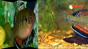 Имперский Пескарь в аквариуме. Hypseleotris compressa. Содержание, разведение, совместимость