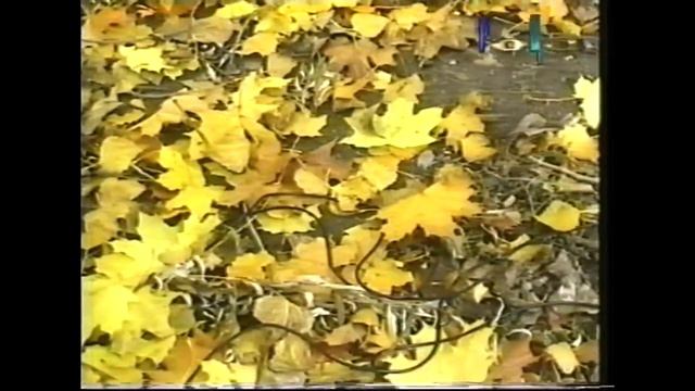 Развлекательная программа "Соловьиная Роща" - Андрей Яценко. Ведущий Андрей Соловьянов.