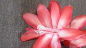 шлюмбергера THOR CARMEN