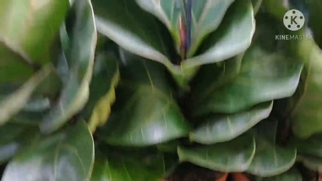 Комнатные цветы. Обзор магазина Леруа Мерлен. Цены и ассортимент комнатных цветов г. Ставрополь. смотреть онлайн