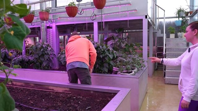 ТЕПЛИЦА МЕЧТЫ! 3 Зоны климата и вход в бахилах! Что изменилось? смотреть онлайн