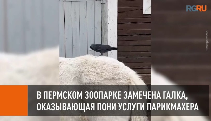 В Пермском зоопарке замечена галка, оказывающая услуги парикмахера пони