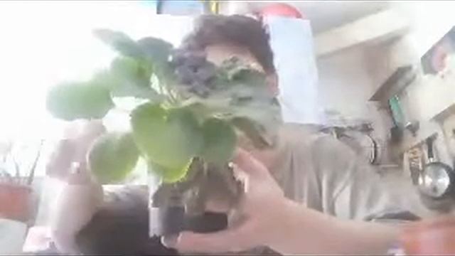 Фиалки Пересадка смотреть онлайн