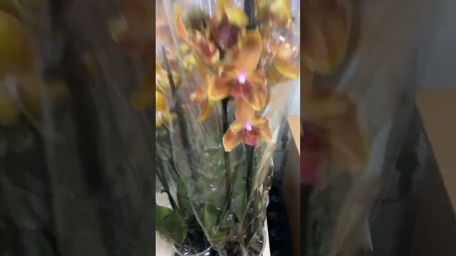 Свіжа поставка 17.02.2023 смотреть онлайн