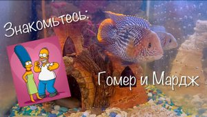 Акара бирюзовая баллон - Гомер и Мардж