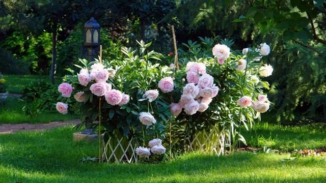 Пион Мисс Америка (Paeonia Miss America) смотреть онлайн