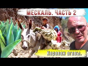 Мескаль. Часть 2. Караван агавы.