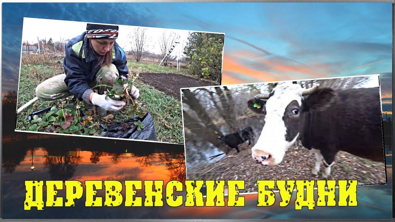 ДЕРЕВЕНСКИЕ БУДНИ  Выпустили коров  Посадили клубнику  Выгрузил прицеп / Семья в деревне