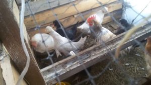 Подскажите! Петух или курица? Белый с наклоненым гребнем.