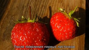 Клубника Даренка — описание сорта