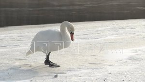 Одинокий лебедь пытается выжить, отыскивая полыньи на Оке и Волге