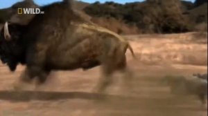 Arctodus vs Dire Wolf - Арктодус против Ужасного Волка [RUS]