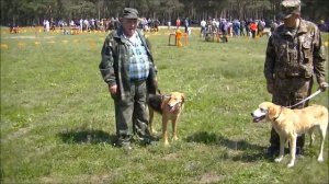 Ринги русских гончих. Владимир 2013г.