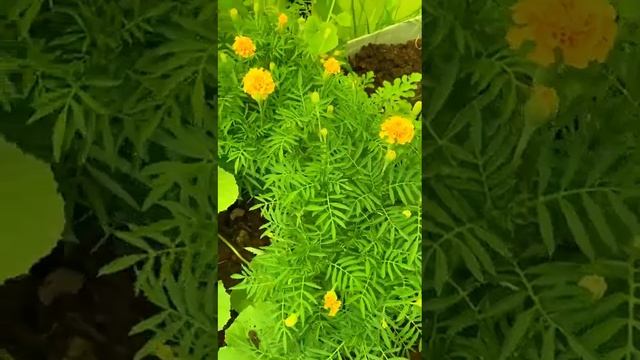 Как избавиться от гусениц на томатах смотреть онлайн