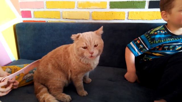 Наш милый Котофей смотреть онлайн