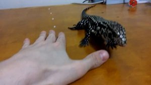 Копа исследует и кусается за пальцы