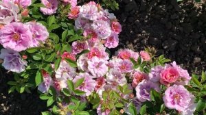 Easy on the Eyes - Изи он зе Айс (Глаза в глаза)