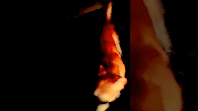 Копия видео "Лера и её собака Май" смотреть онлайн