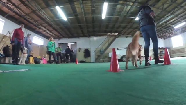 Ралли-Обидиенс в Украине Киев 2019 судья Ольга Дедюля монтаж СОБАЧЬЕ ХОББИ DOGGY HOBBY смотреть онлайн