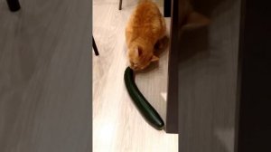 Кот ест огурец. прикол :)))