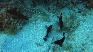 Сетчатая мурена (murena retifera) расправляется с добычей.