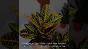 Цветок кротон — размножение дома, какие способы