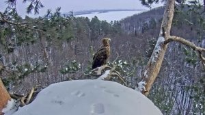 23.02.2023 14:50 Снова на центральной ветке тот же орлан, который был утром.