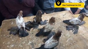 /Выставочные/Иранские/Голуби/не большая Выставка Птиц,/Exhibition/Iranian/Pigeons/tauben pigeons???