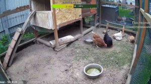 Курятник. Жизнь в курятнике. Можно покормить онлайн. Chicken coop stream. Online feed