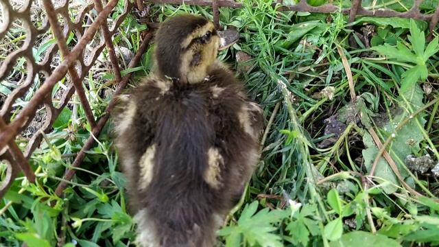 Подсадные утки! Кормление утят! Утяткам 3 недели! смотреть онлайн
