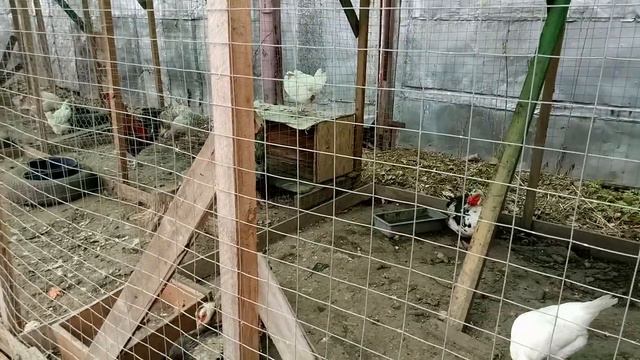 Сколько надо кур и другой птицы. Почему хочу сократить поголовье. смотреть онлайн