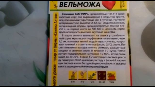 Вельможа - один из лучших крупноплодных сортов томата, который не боится холодов