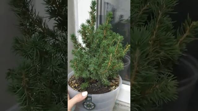 Уход за ёлкой в домашних условиях. смотреть онлайн