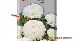 Астра обыкновенный Белая (belaya) ? обыкновенный астра Белая обзор: как сажать, семена астры Белая