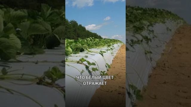 БЕЛАЯ ИЛИ ЧЕРНАЯ МУЛЬЧИРУЮЩАЯ ПЛЕНКА