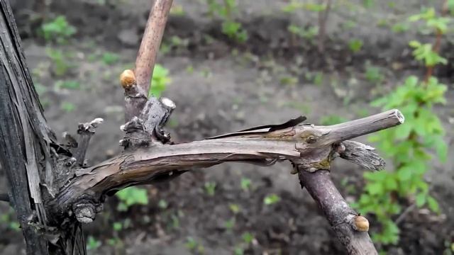 Виноград ИЗАБЕЛЛА поэтапное развитие куста №1 (1 часть)