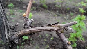 Виноград ИЗАБЕЛЛА поэтапное развитие куста №1 (1 часть)