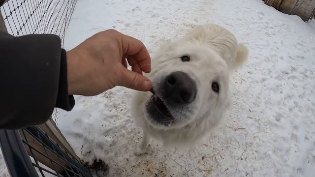 Shocking Cattle in the Dead of Winter смотреть онлайн