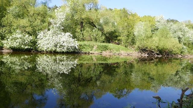 Ловля окуня и щуки на спиннинг в подмосковье.