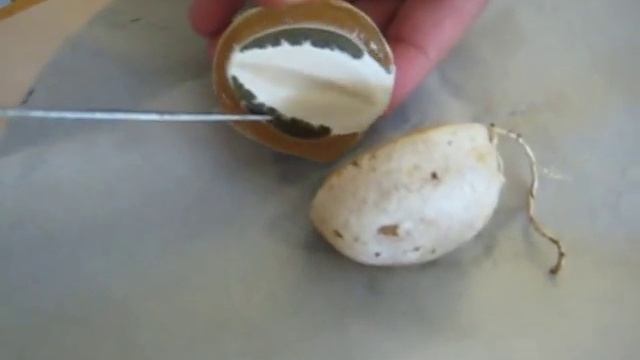 Stinkhorn egg dissection смотреть онлайн