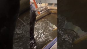 РАБОТА ЛОДОЧНОГО МОТОРА SUZUKI DF 30 ГИДРАВЛИКА, нога L 508 Под дистанцию