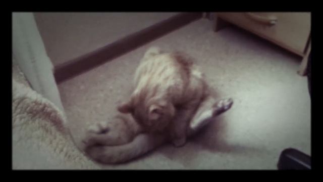 Кот на половины собака смотреть онлайн