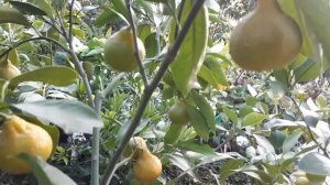 Сорта мандарина