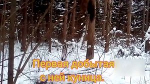 Охота с лайкой. Становление одной из моих лаек.