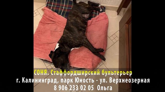 Пропала собака! СОНЯ. Стаффордширский терьер. г. Калининград, парк Юность, ул. Верхнеозерная смотреть онлайн