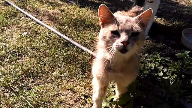 Наше дворище с.Світлогірське, Полтавська обл. смотреть онлайн