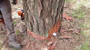 saw cut of a complex tree // Валка сосны в сжатых условиях // Валка опасных деревьев // Stihl MS661